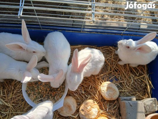 Pannon nyúl nyusz eladó
