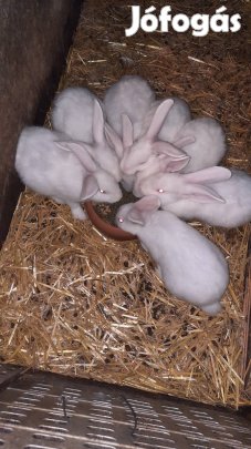 Pannonfehér nyúl 