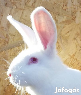 Pannonfehér nyúl nyulak. 