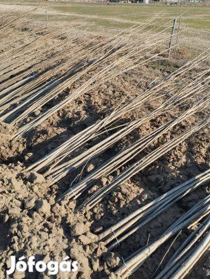 Pannónia nyárfa csemete