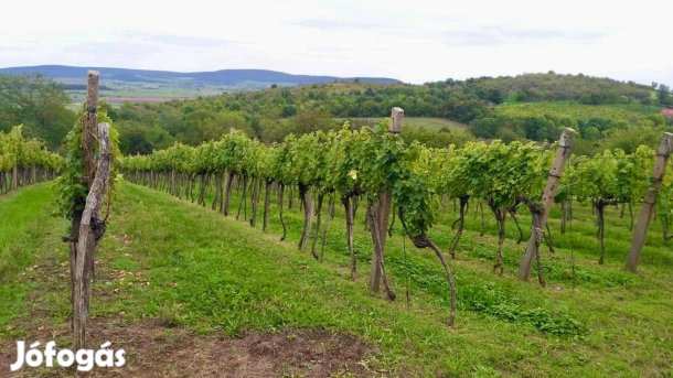 Panorámás szőlőbirtok