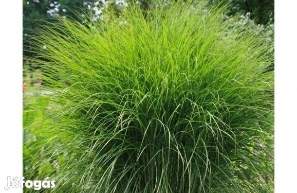 Pántlikafű, kínai virágosnád vagy japánfű tövek eladóak