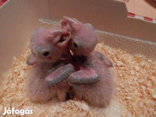 Papagáj, papagájok Rozsdássapkások előjegyezhetők