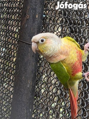 Papagáj eladó