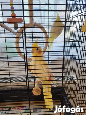 Papagáj eladó