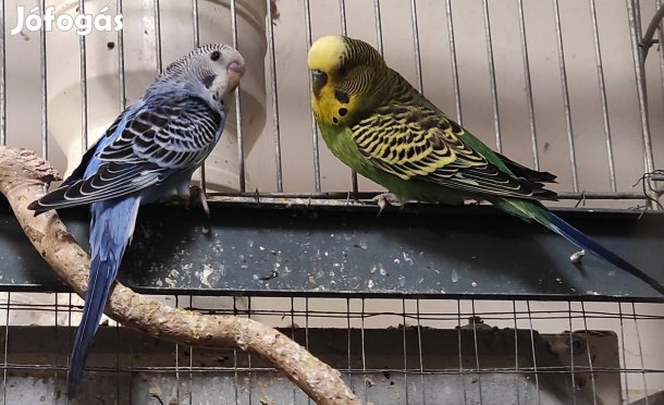 Papagáj eladó 