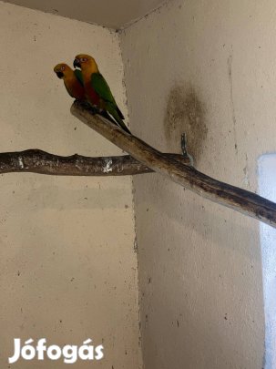 Papagáj és papagájok eladók
