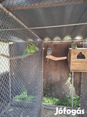 Papagájok (kína) eladó