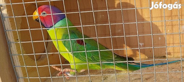 Papagájok eladók