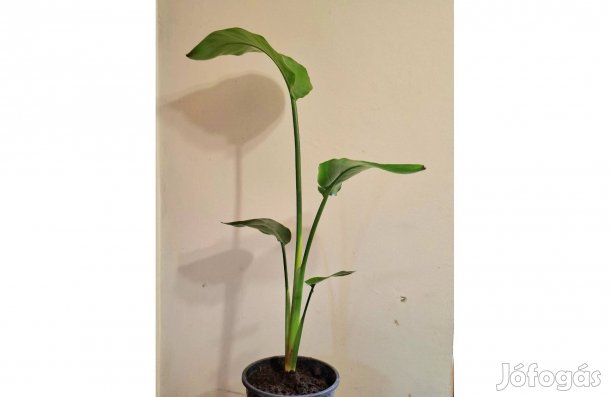 Papagájvirág, Strelitzia szobanövény