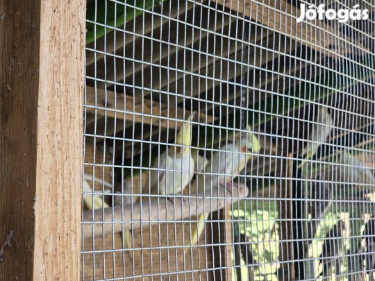 Papagály Dunavecsén