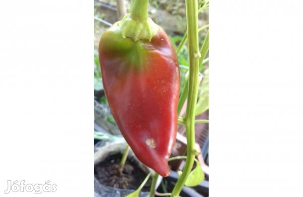 Paprika mag 50 db!! (chili, paradicsom, nőszirom, jalapeno)