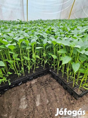 Paprika palánta eladó!