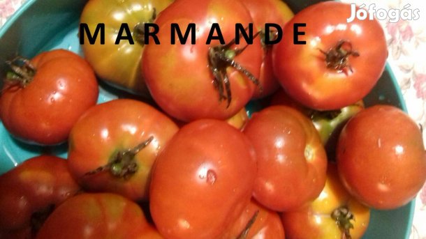 Paradicsom (naga morich, fólia, skorpió, jalapeno, chili, írisz)