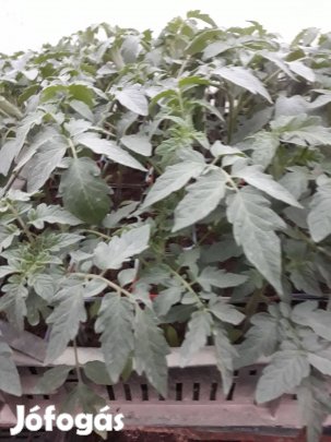 Paradicsom palánta eladó!