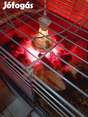 Paraszt csirke, itáliai csirke