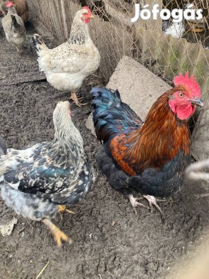 Paraszt kakasok eladók!