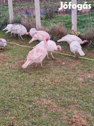 Paraszt pulyka család eladó!