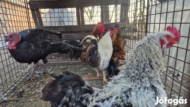 Paraszt pulyka fodros kakasok