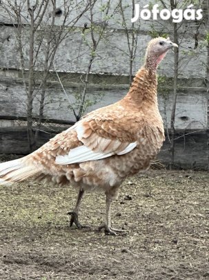 Parasztpulyka csapat