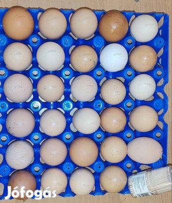 Parasztudvari keltetőtojás   100 Ft