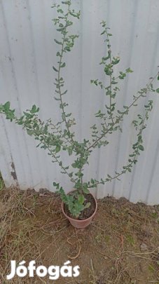 Paratölgy csemete kont.eladó