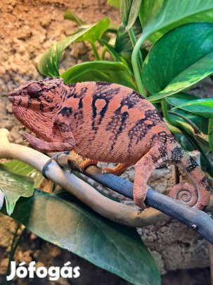 Párduc kaméleon nőstények nagy választékban