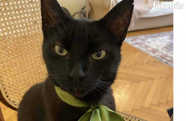 Párducka cica vagyok, örökbefogadó gazdit keresek ingyenesen