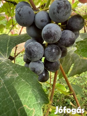 Parkerdőben 608 nm-es kert vízzel,villannyal eladó sok gyümölcsfával