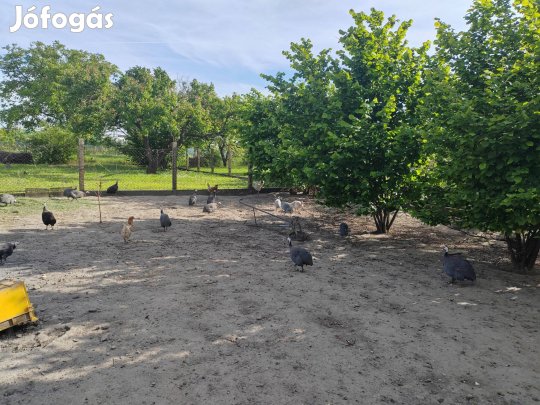 Parlagi gyöngyós tojás keltetésre