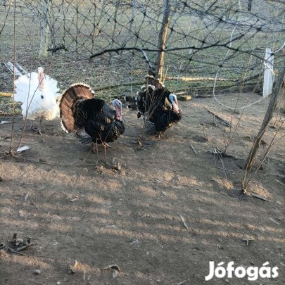 Parlagi pulyka kakas eladó