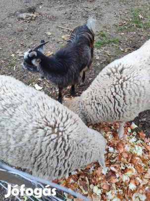 Parlagi tincses kecske