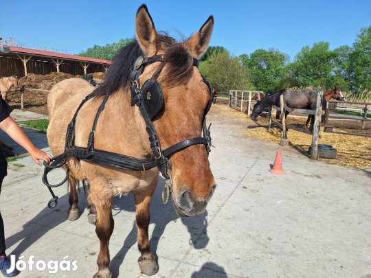 Páros díszszerszám nagy lóra