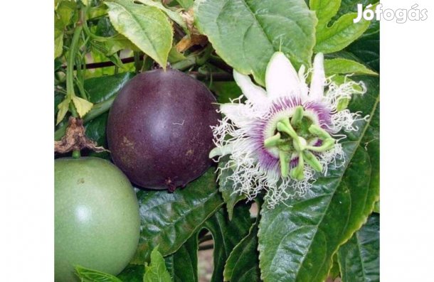 Passiflora edulis palánta, Golgotavirág, Maracuja