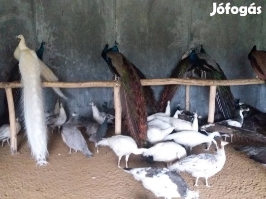 Páva Pávák Eladó.