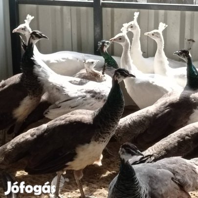 Páva Pávák Eladó.