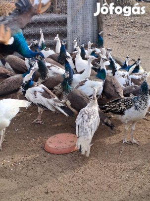 Páva Pávák Eladóak!