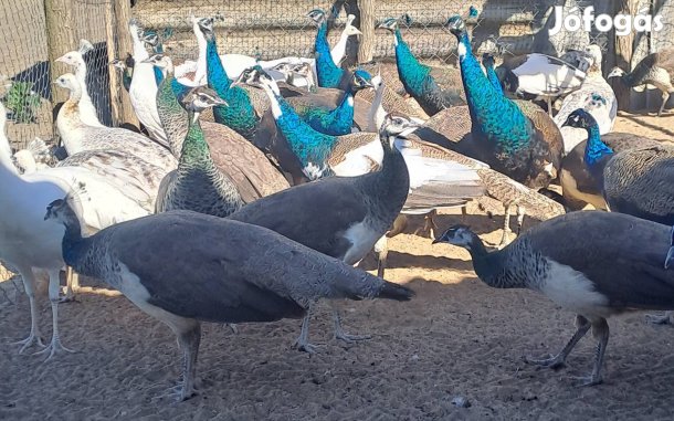 Páva Pávák Eladóak!