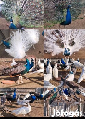Páva Pávák eladóak!