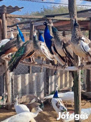 Páva Pávák eladóak!