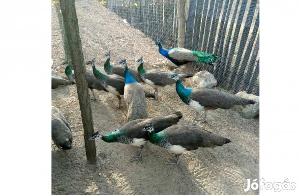 Páva, Indiai kék páva tojók és kakasok eladók