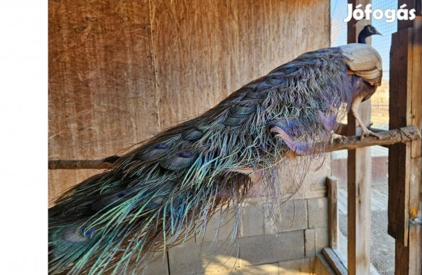 Páva , lila pávakakas