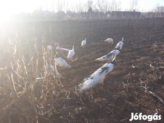 Páva eladó Kállósemjénben