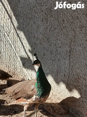 Páva kakas eladó