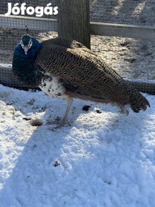 Páva kakas eladó 