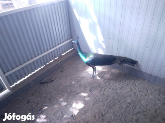 Páva,pávák eladó