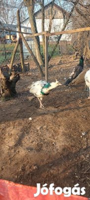 Páva pávák eladó