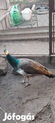 Páva pávák elérhetők. 