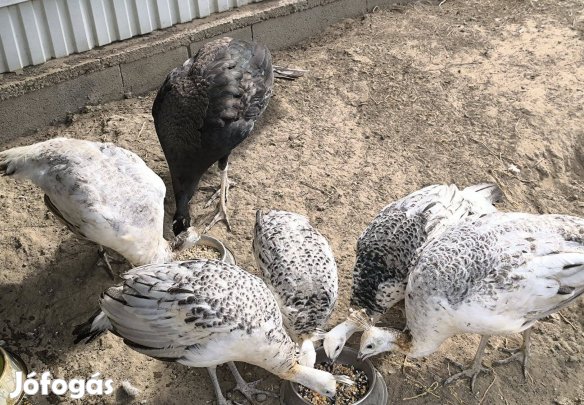 Páva ritkaság- buford bronz (fekete árnyalatú) páva eladó