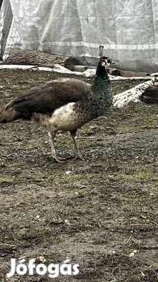 Páva tojó . Eladó